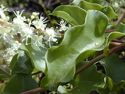 Madeiraranka (Anredera cordifolia)