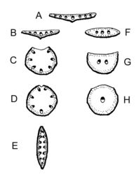 Bladtypen in dwarse doorsnede A normaal bifaciaal blad B omgekeerd-bifaciaal blad (daslook) C, D unifaciaal bladeren (knoflook, pitrus) E unifaciaal zwaardblad (gladiool) F unifaciaal vlak blad G equifaciaal naaldblad H equifaciaal rond blad (muurpeper)