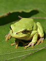 Image 16European treefrog (Hyla arborea) (from Tree frog)