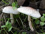 lilasti dežniček (Lepiota lilacea)