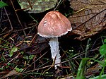 rožnati dežniček (Lepiota subincarnata)