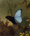 Martin Johnson Heade: Borboleta Morpho