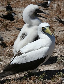 Maskesule, Sula dactylatra Foto: Duncan Wright