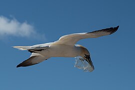 Fou de Bassan à Heligoland.