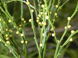 (Psilotum nudum)