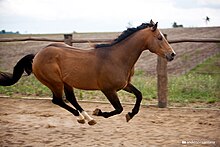 Cheval marron et noir vu galopant de profil vers la droite dans un pré.