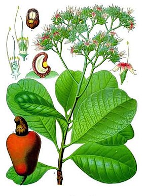 Anacardium occidentale (Franz Eugen Köhler - 1887)