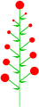 Determinate inflorescence with acropetal maturation