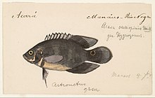 watercolor of Astronotus ocellatus