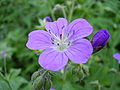 Geranium sylvaticum