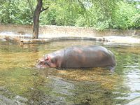 Hippopotamus