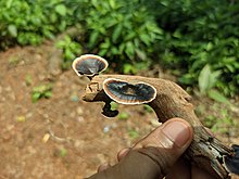 Mushrooms at Matheran