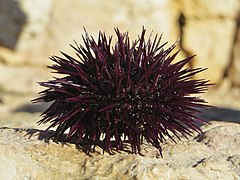 sur les côtes de Méditerranée, l'oursin le plus consommé est l'oursin violet (Paracentrotus lividus).