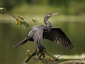 Brazila kormorano, Kostariko