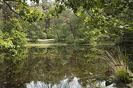 vijver op Ginkelduin