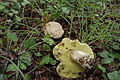 Boletus impolitus