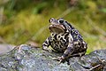 El sapo americano (Bufo americanus) es una especie común de sapo encontrado en todo el este de los Estados Unidos y Canadá. Por commons:User:Cephas.