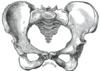 Pelvis feminin