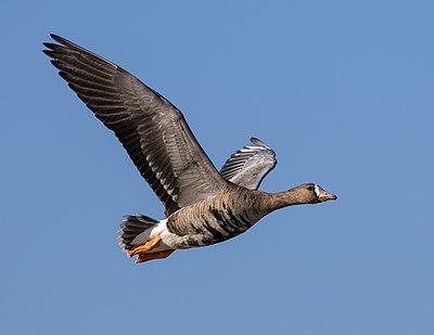 Greater white-fronted goose