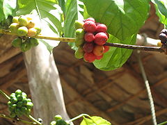 Café (cerises)