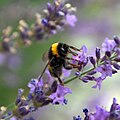 Humlebi på en lavendel.