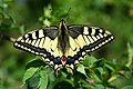 El macaón (Papilio machaon) es una de las mariposas más conocidas de Europa. Tiene entre 32 y 56 mm de envergadura y se caracteriza por las colas que posee en las alas posteriores. La oruga del macaón es muy llamativa y, si se le irrita, puede hacer salir por su extremo anterior un órgano de defensa glandular de color naranja llamado osmaterium. La crisálida es generalmente de color verde o gris pardo. Por Jean-Pol_GRANDMONT.