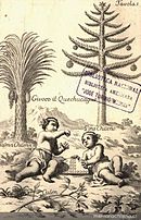 Gravure très ancienne avec un condensé de la flore du Chili. Cocotier du Chili et Araucaria et deux angelots au premier plan.