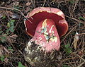 !!Rubroboletus pulcherrimus!!