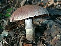 !Cortinarius torvus!