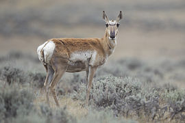 Antilocapra americana. Femia adulta en Wyoming.