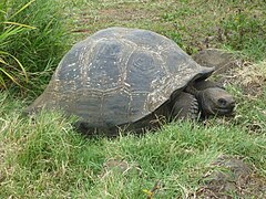 Tortue géante des Galápagos sur l'île Santa Cruz.