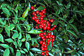 Nandina domestica