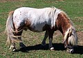 Miniature Horse