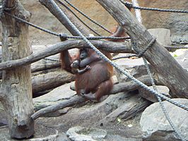 Orang-oetans in Allwetterzoo Münster