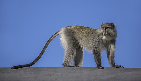 Samango monkey Cercopithecus mitis erythrarchus Soth Africa