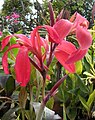 Canna sp. (rhipidium)