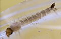 Larva de Aedes aegypty, se ve bien el sifón.