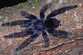 Avicularia juruensis hím