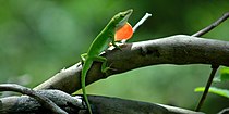 Green anole (Anolis carolinensis) in Polk County