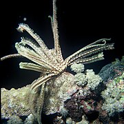 Lamprometra palmata en Mer Rouge.