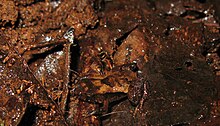 Frog barely recognisable against brown decaying leaf litter.