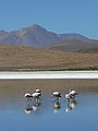 Laguna Cañapa