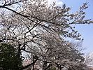 上野恩賜公園 Ueno Park