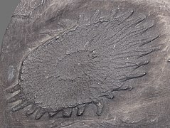 Palaeosolaster gregoryi (Euaxosida, Dévonien).