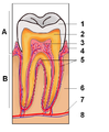 Esquema dun dente. (A: Coroa, B: Raíz) 1 esmalte, 2 dentina, 3 polpa, 4 enxiva, 5 cemento, 6 óso alveolar, 7 vaso sanguíneo, 8 nervio