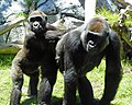 Zwei Gorillas im Zoo San Diego