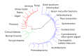 Un imagine que demonstra tote le variationes de vita como radiate de un ancestre commun