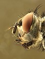 Mosca es el nombre genérico de un extenso grupo de especies de insectos pertenecientes al orden de los dípteros (Diptera). Se han clasificado unas 120.000 especies de dípteros, y algunos científicos estiman que hay un millón de especies vivas hoy en día. Por Richard Bartz.