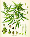 Image 45Cannabis as illustrated in Köhler's Book of Medicinal Plants, 1897 (from Medical cannabis)