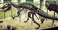 Acrocanthosaurus